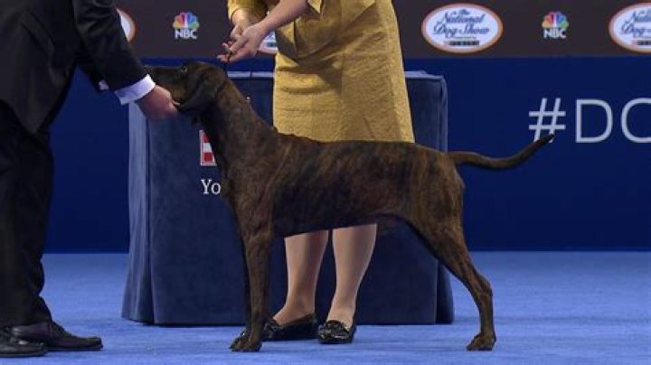 2017 National Dog Show — SEE PICS