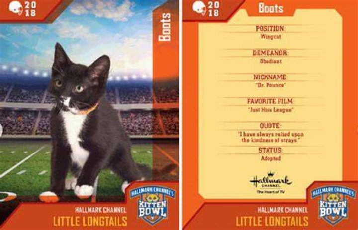 2018 Kitten Bowl V — Pics