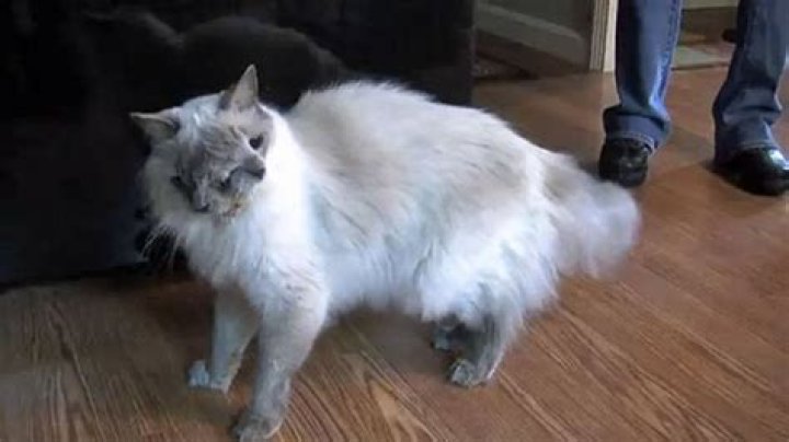 Grafton, Massachusetts: Frank & Louie, The Two-Faced Cat, Dies At 15
