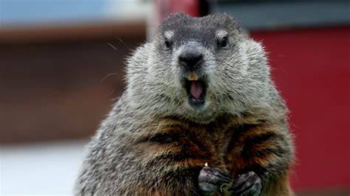 Groundhog Day — PICS