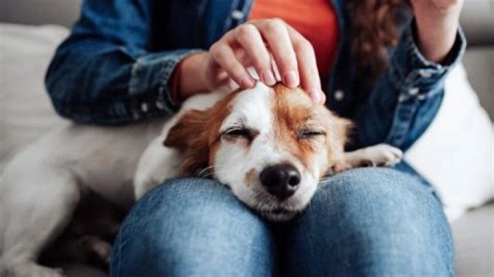 How Getting A Dog Helped Me Lose 10 Pounds