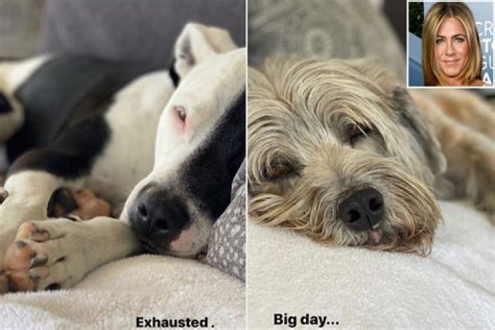 Jennifer Aniston’s 2 Adorable Dogs Are ‘Exhausted’ & She Shares The At-Home Pics