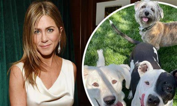 Jennifer Aniston’s Dogs Tries To Eat Her Christmas Decorations: Watch – Hollywood Life