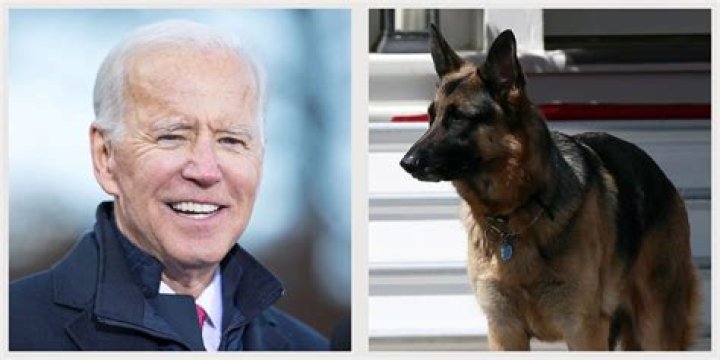 Joe Biden’s Dogs, Major & Champ, 1st Spotted & Heard Barking After Their Move To White House