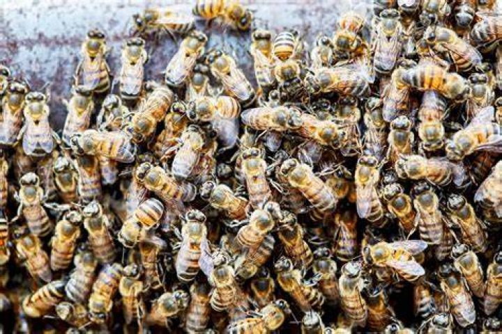Killer Bees