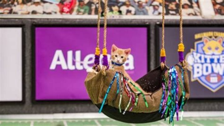 Kitten Bowl 2016 — See Pics