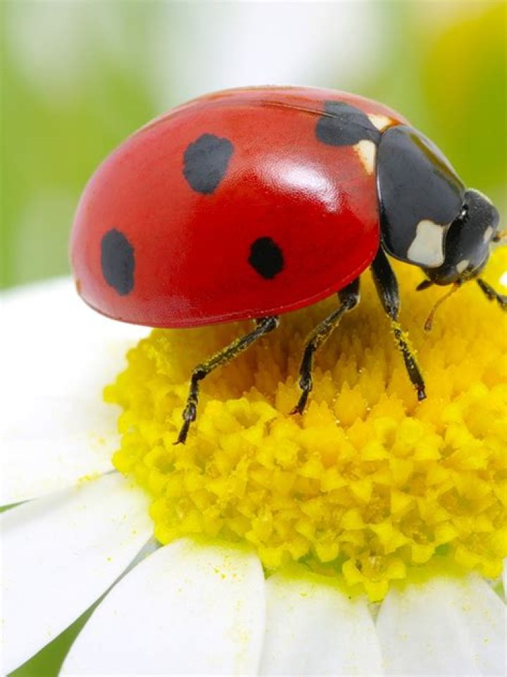 Lady Bird — PICS