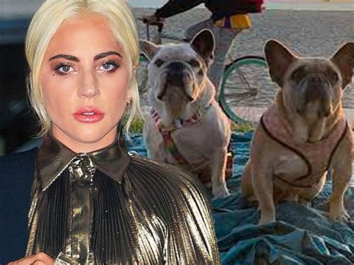 Lady Gaga’s Dog Walker Reportedly Shot So Thieves Could Steal Her 2 Bulldogs