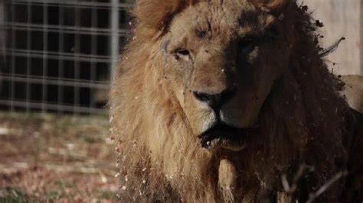 ‘Lion’: Escape From Eating & Shopping This Holiday To See This Riveting Film