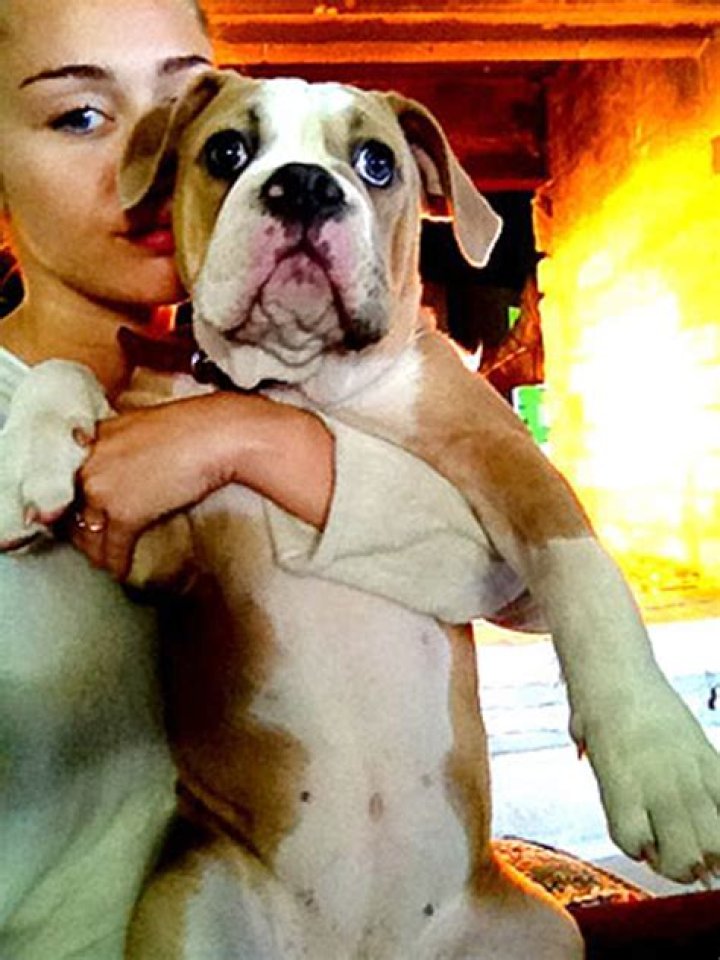 Miley Cyrus Ziggy Killed Lila — Tish Cyrus Blogs Truth Behind Dog Death – Hollywood Life
