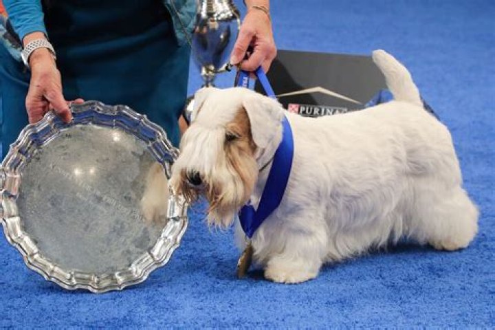 National Dog Show — PICS