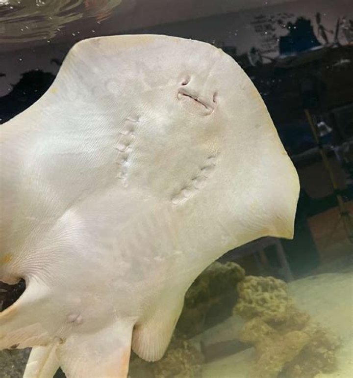 Pregnant Stingray Charlotte Dies in North Carolina Aquarium
