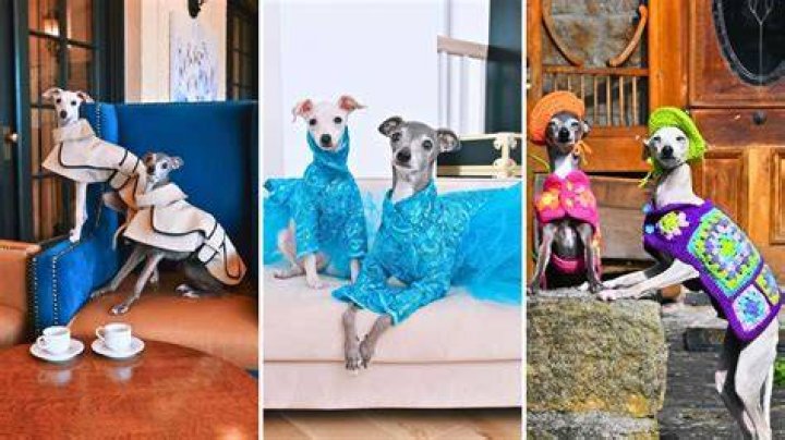 Priyanka Chopra Gets Fashion Advice From Viral Tika The Iggy Dog In Hilarious New Video — Watch