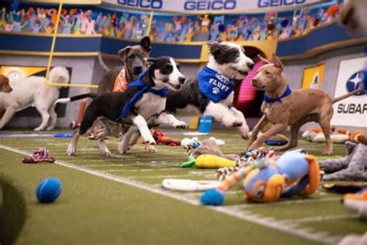 Puppy Bowl 2020 Pupper Players– PICS
