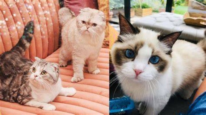 Taylor Swift’s Cat Meredith Returns In New Video – Hollywood Life