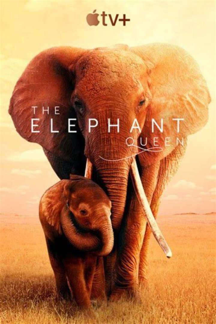 ‘The Elephant Queen’ — Photos