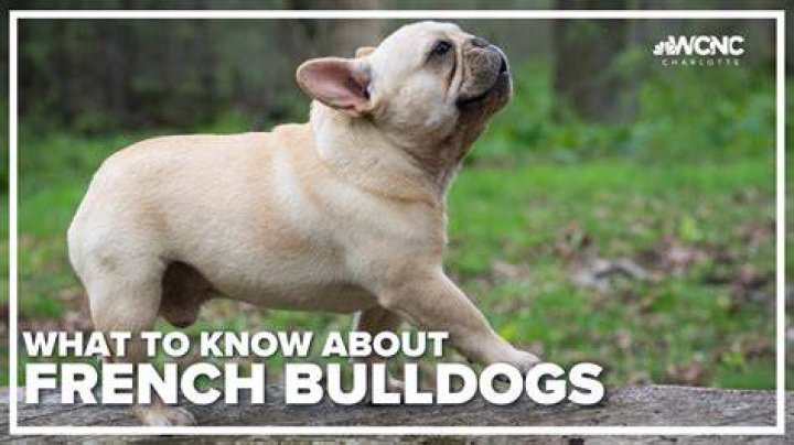 [VIDEO] Chelsea Houska’s Dead Dog — French Bulldog Mauled In ‘Teen Mom 2’ – Hollywood Life